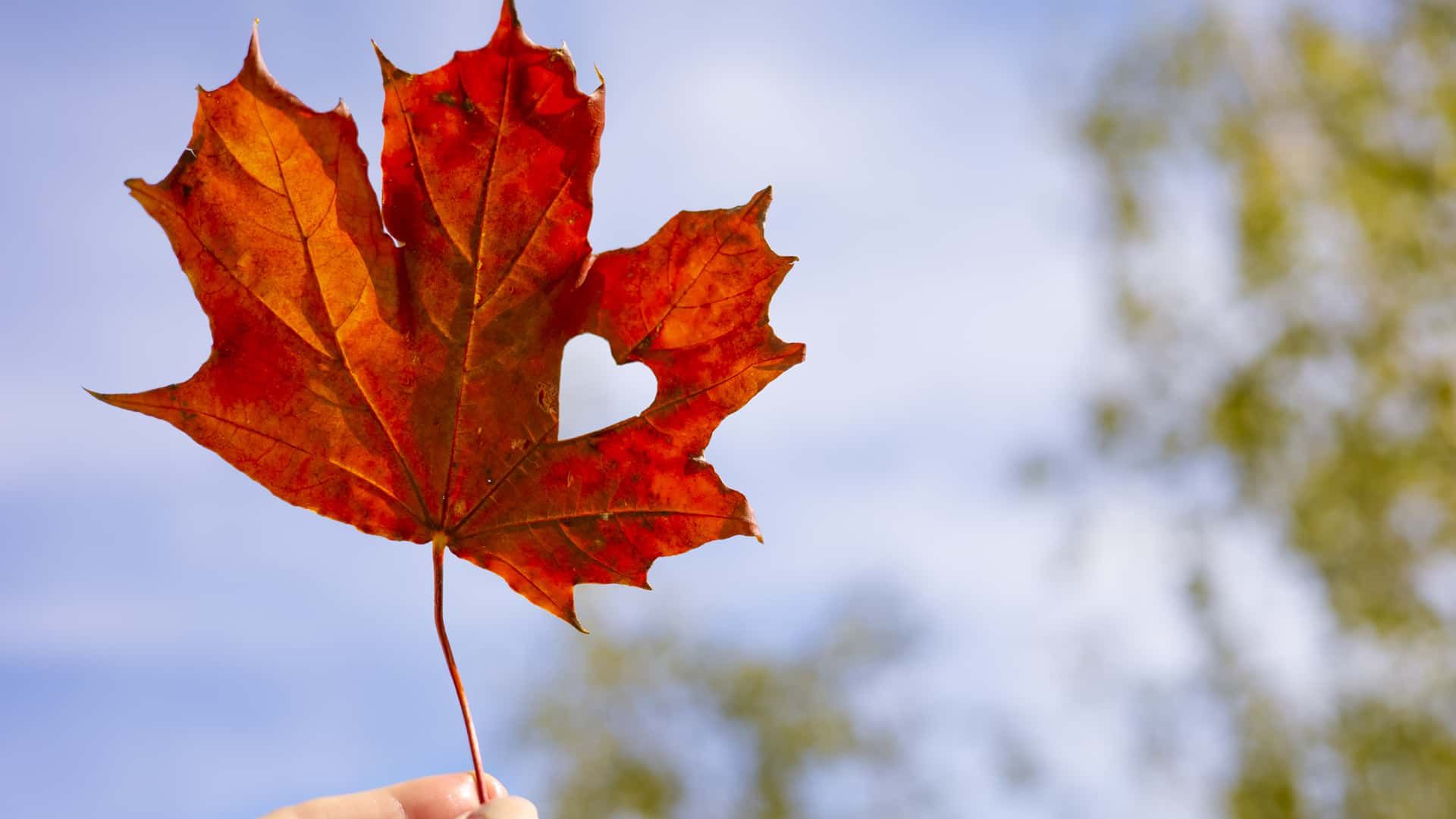 Buy Canadian Is a Strategy, Not a Sticker.